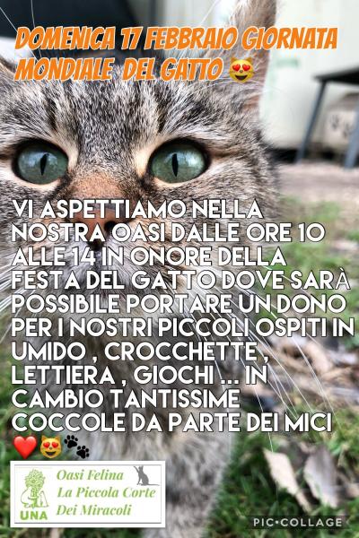 Festa Mondiale Del Gatto All'Oasi Felina La Piccola Corte Dei Miracoli