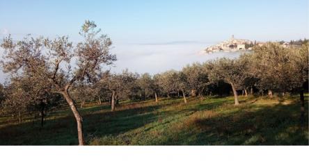 Sul sentiero degli ulivi da Assisi a Spoleto