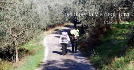 Spello per la Via degli Ulivi e L'Oro di Spello