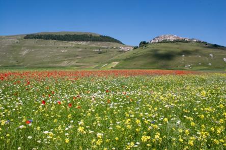 Lo spettacolo della fioritura di Castelluccio