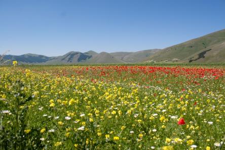 Lo spettacolo della fioritura di Castelluccio