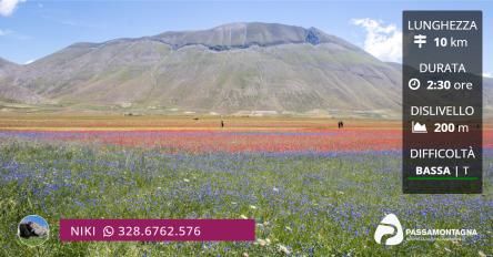 Fioritura di Castelluccio, l’altopiano colorato... al pomeriggio