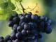 Movimento Turismo del Vino