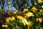 Perugia Flower Show 2017