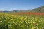 Lo spettacolo della fioritura di Castelluccio