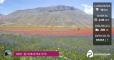 Fioritura di Castelluccio, l’altopiano colorato... al pomeriggio